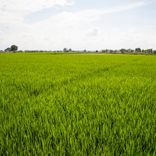 agri